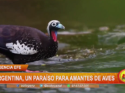 Argentina, un paraíso para amantes de aves