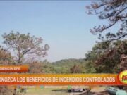 Ola de calor y la Renovación: Beneficios de los Incendios Controlados en Bosques Mexicanos