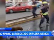 Lobo marino rescatado en plena avenida de Chimbote