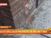 La Libertad: plaga de grillos en provincias de Ascope y Virú