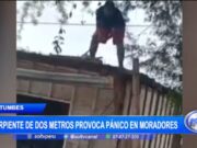 Pánico en Tumbes: Serpiente Macanche de Dos Metros Cae en Vivienda