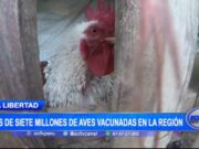 Millones de aves y porcinos vacunados en La Libertad, logran silencio epidemiológico