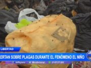 Alertan sobre plagas durante el fenómeno El Niño