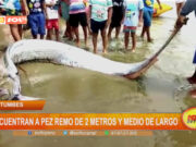 Tumbes: encuentran a pez remo de dos metros y medio de largo