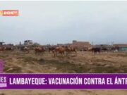 Vacunación masiva contra el Ántrax en ganado vacuno de Lambayeque para prevenir enfermedades letales