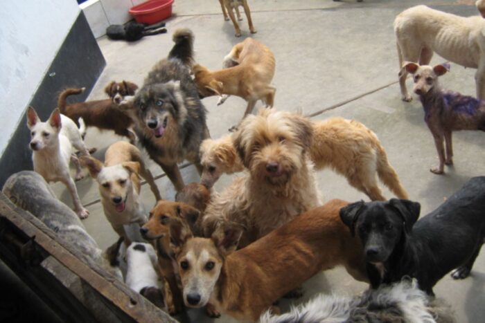 Minsa-aprueba-reglamento-Ley-prioriz-esterilización-perros-gatos- país