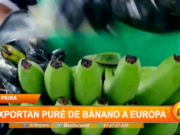 Piura: exportan puré de banano a Europa