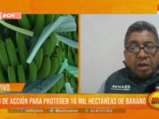 Piura: Lanzan plan para proteger 16 mil hectáreas de banano ante amenaza de plaga
