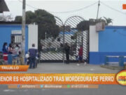 Niño en Trujillo Gravemente Herido por Mordedura de Perro