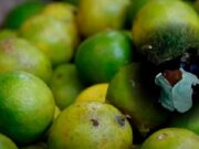 Piura: delincuentes secuestran y asaltan a comerciante para robarle camión lleno de limones