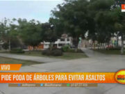 Trujillo: urge poda de árboles para mejorar seguridad y visibilidad nocturna