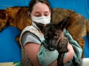 Brasil: descubren un híbrido de perro-zorro por primera vez en el mundo
