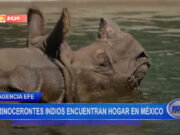 Rinocerontes indios encuentran hogar en México