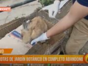 Trujillo: mascotas de Jardín Botánico en completo abandono