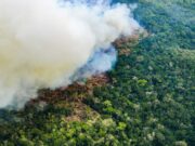 Incendios en la Amazonía peruana: un desafío urgente para la conservación