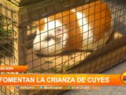 Áncash: fomentan la crianza de cuyes
