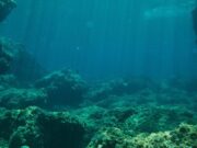 Nacional: IMARPE resgistra por primera vez en mar peruano al pez escorpión de profundidad