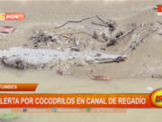 Tumbes en alerta: aumenta peligro por cocodrilos en canales