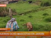 Huamachuco: mueren ocho mascotas en jardín