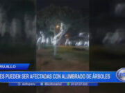 Trujillo: aves pueden ser afectadas con alumbrado de árboles