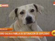 Trujillo: perro salva a familia de detonación de explosivo