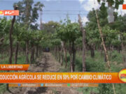 Producción agrícola en La Libertad cae 50% por cambio climático