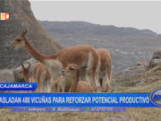 Cajamarca: trasladan 480 vicuñas para reforzar potencial productivo