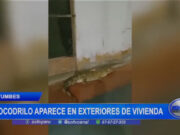 Tumbes: cocodrilo aparece en exteriores de vivienda
