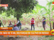 Tumbes: más de 10 mil hectáreas de cultivo en riesgo por Fenómeno El Niño