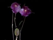 Descubren nueva especie de orquídea en la Amazonía del Perú