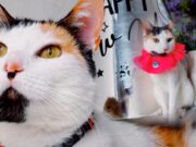 Gatita rescatada en Perú concursa en la “Mascota Favorita de Estados Unidos”