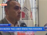 Lambayeque: niños mueren tras comer veneno para roedores