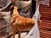 Callao: perrito de la SUNAT descubre más de siete toneladas de cocaína valorizada en más de 300 millones de dólares