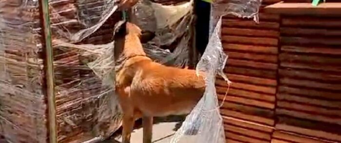 perrito-sunar-descrubre-siete-toneladas-de-cocaína