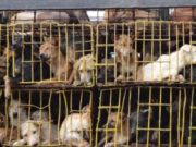 Corea del Sur: aprueban ley que prohíbe el consumo humano de carne de perro