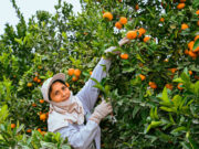Perú rompió récord de exportaciones agrarias durante el 2023