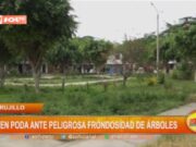 Trujillo: piden poda ante peligrosa frondosidad de árboles