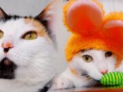 Mía disputa entre 20 gatos ser la “Mascota Favorita de Estados Unidos”