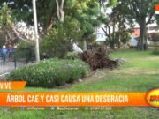 Árbol cae en parque de la Mujer Peruana, vecinos piden acción urgente al SEGAT