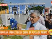 Sembrarán nuevos árboles de la quina en Plaza de Armas de Trujillo