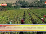 Nacional: seguro agrícola catastrófico para productores afectados
