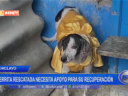 Chiclayo: perrita rescatada necesita apoyo para su recuperación