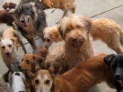 Italia: Una ciudad descontará más de 200 euros en impuestos a personas que adopten perros abandonados