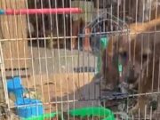 Trujillo: perrita desaparecida es encontrada en venta en calle Sinchi Roca