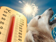 Conoce cómo proteger a tus mascotas del calor
