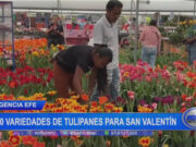 San Valentín: 50 variedades de tulipanes
