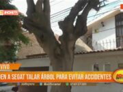 Vecinos piden a Segat talar árbol para evitar accidentes