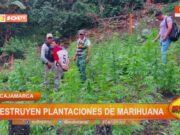 Cajamarca: destruyen plantaciones de marihuana