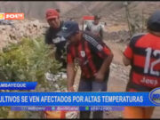 Chiclayo: cultivos se ven afectados por altas temperaturas