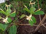Trujillo: árbol de la Quina comienza a florecer